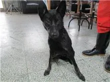 混種犬