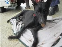 混種犬