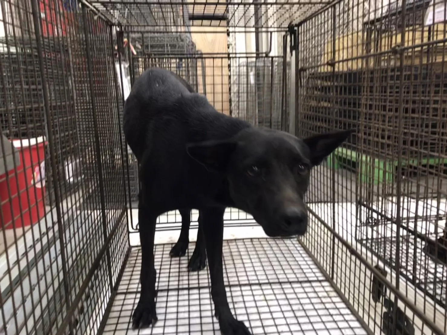 混種犬