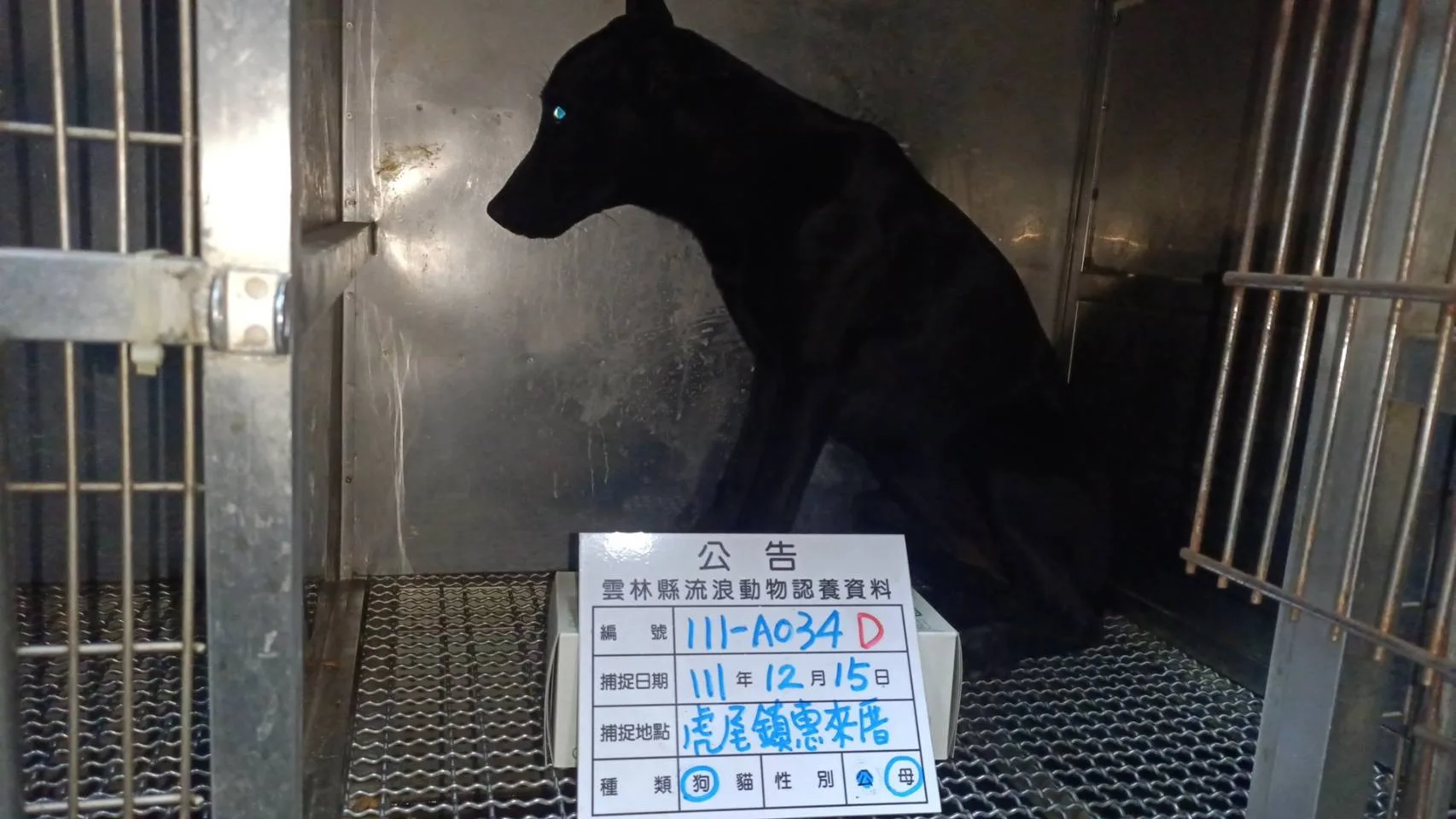 混種犬
