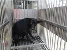 混種犬