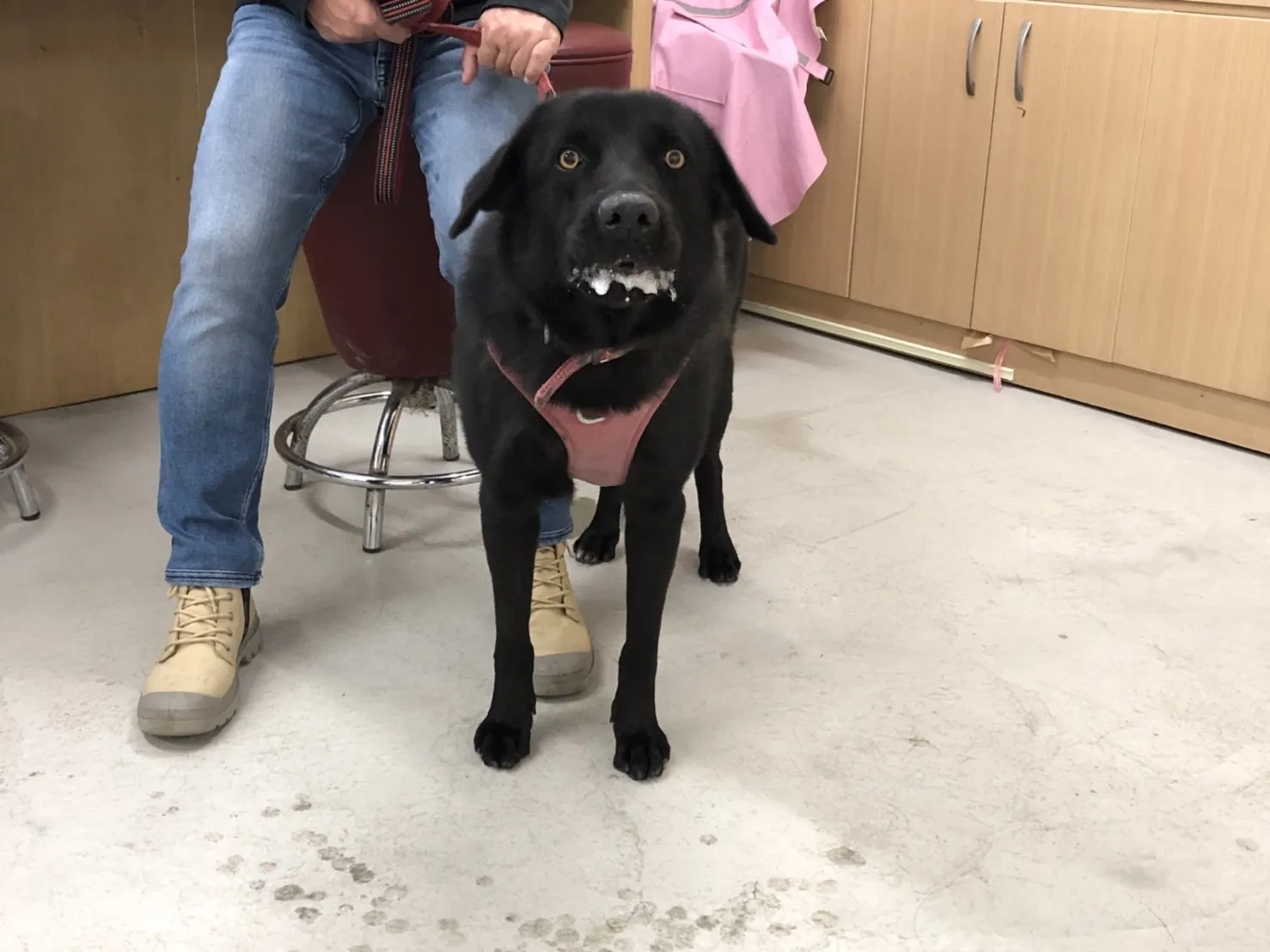 混種犬