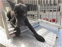 混種犬