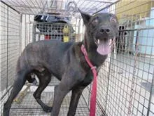 混種犬