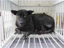 混種犬