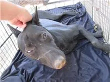 混種犬