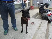 混種犬