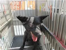 混種犬