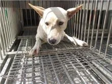 混種犬