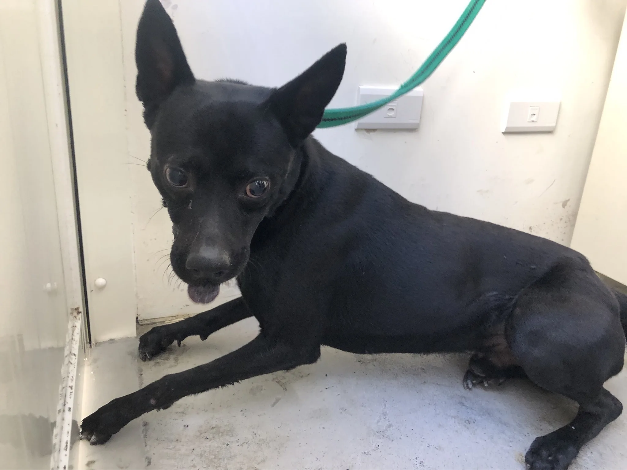 混種犬