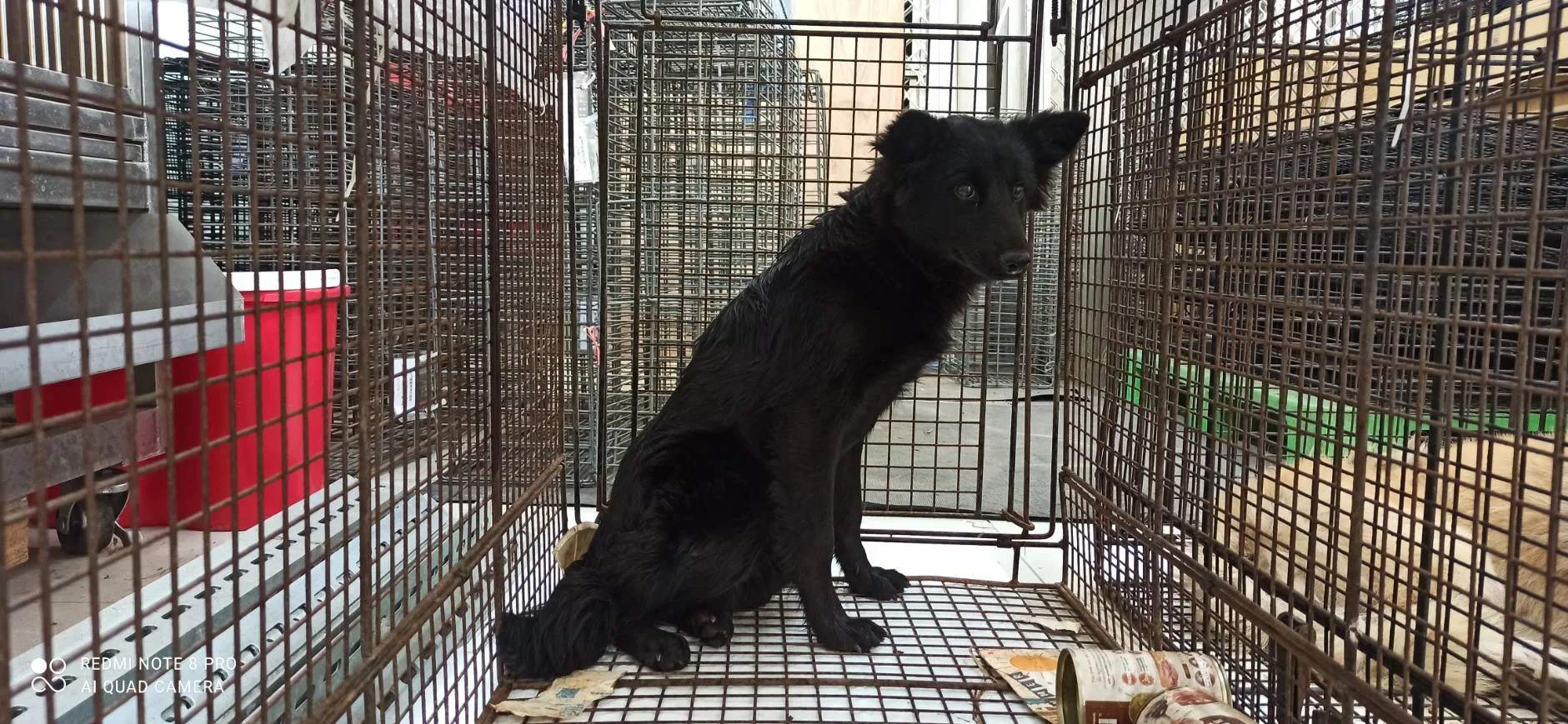 混種犬