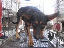 混種犬