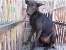 混種犬