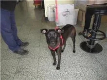 混種犬