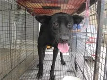 混種犬