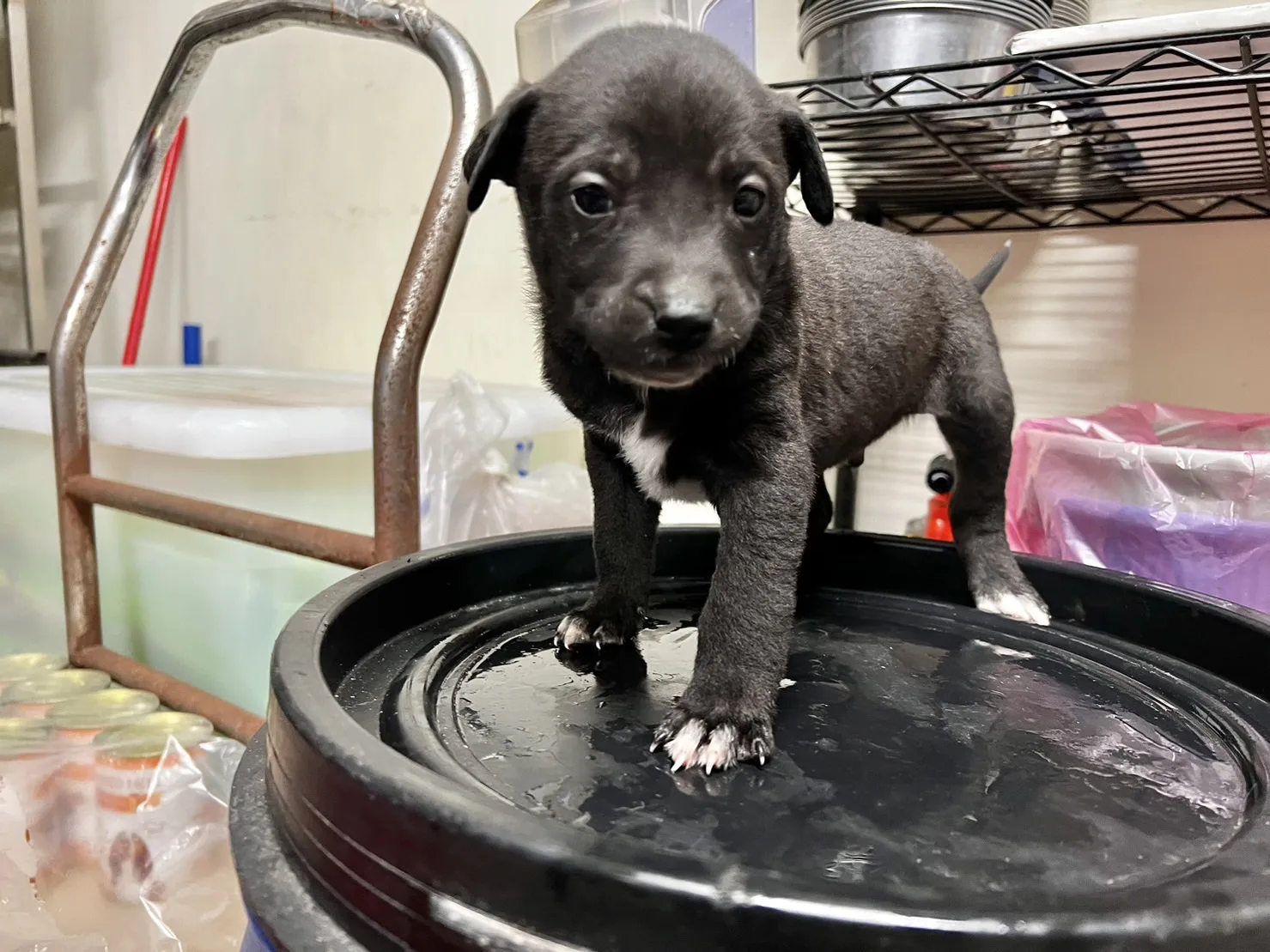 混種犬