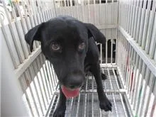 混種犬