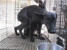 混種犬