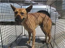 混種犬