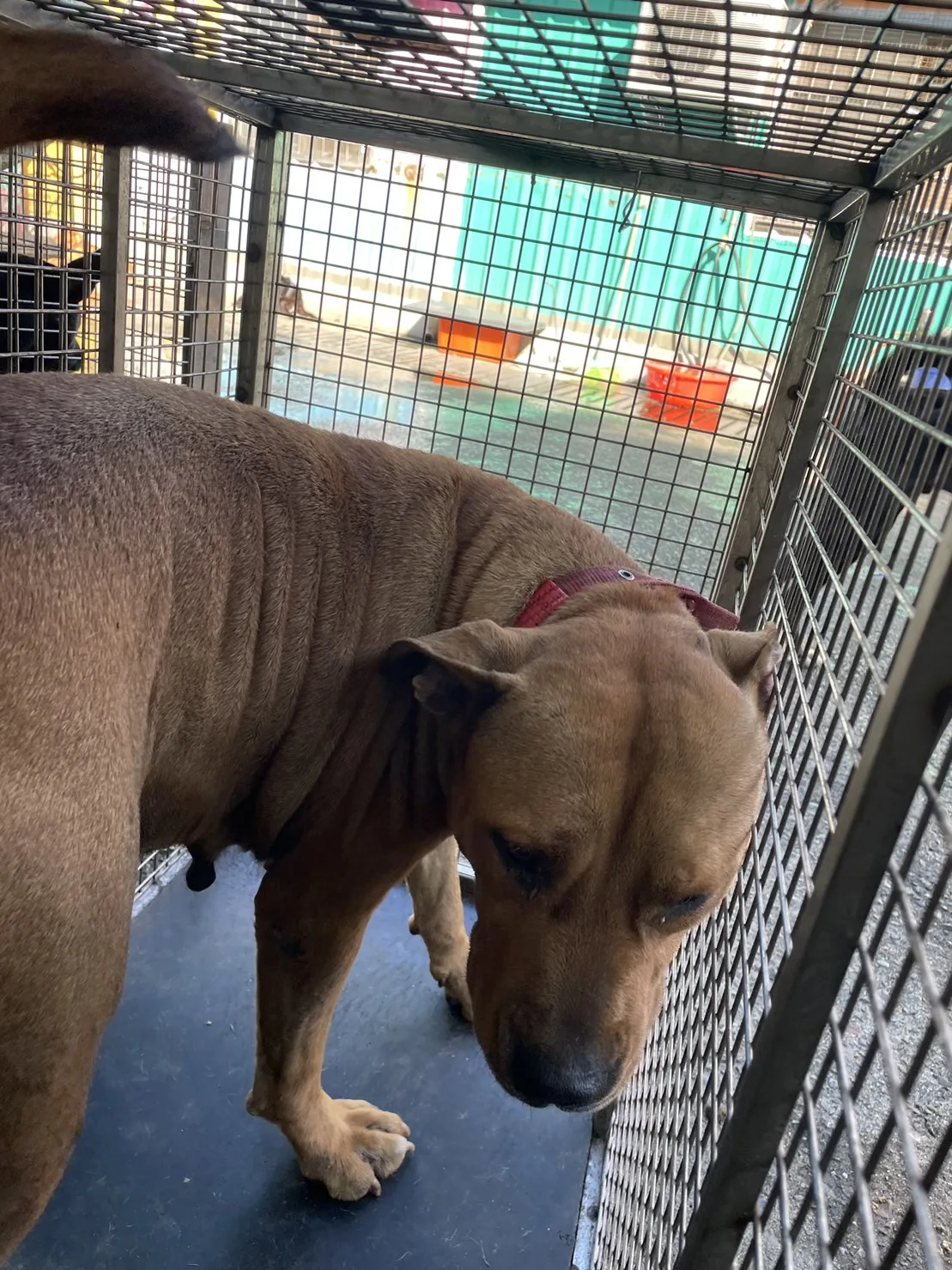 比特犬
