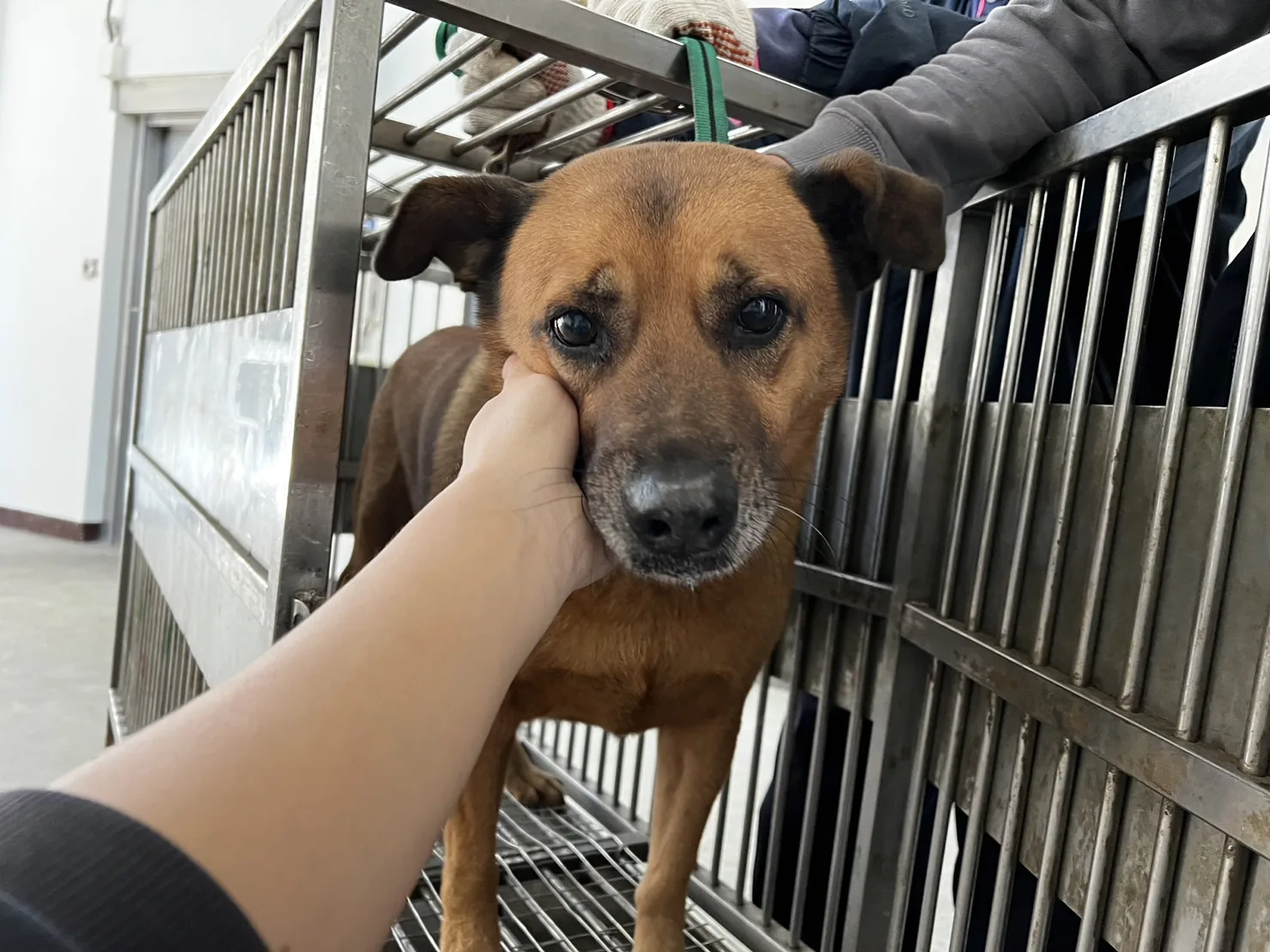 混種犬