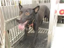 混種犬