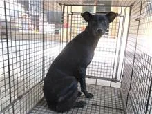 混種犬