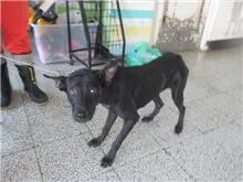 混種犬