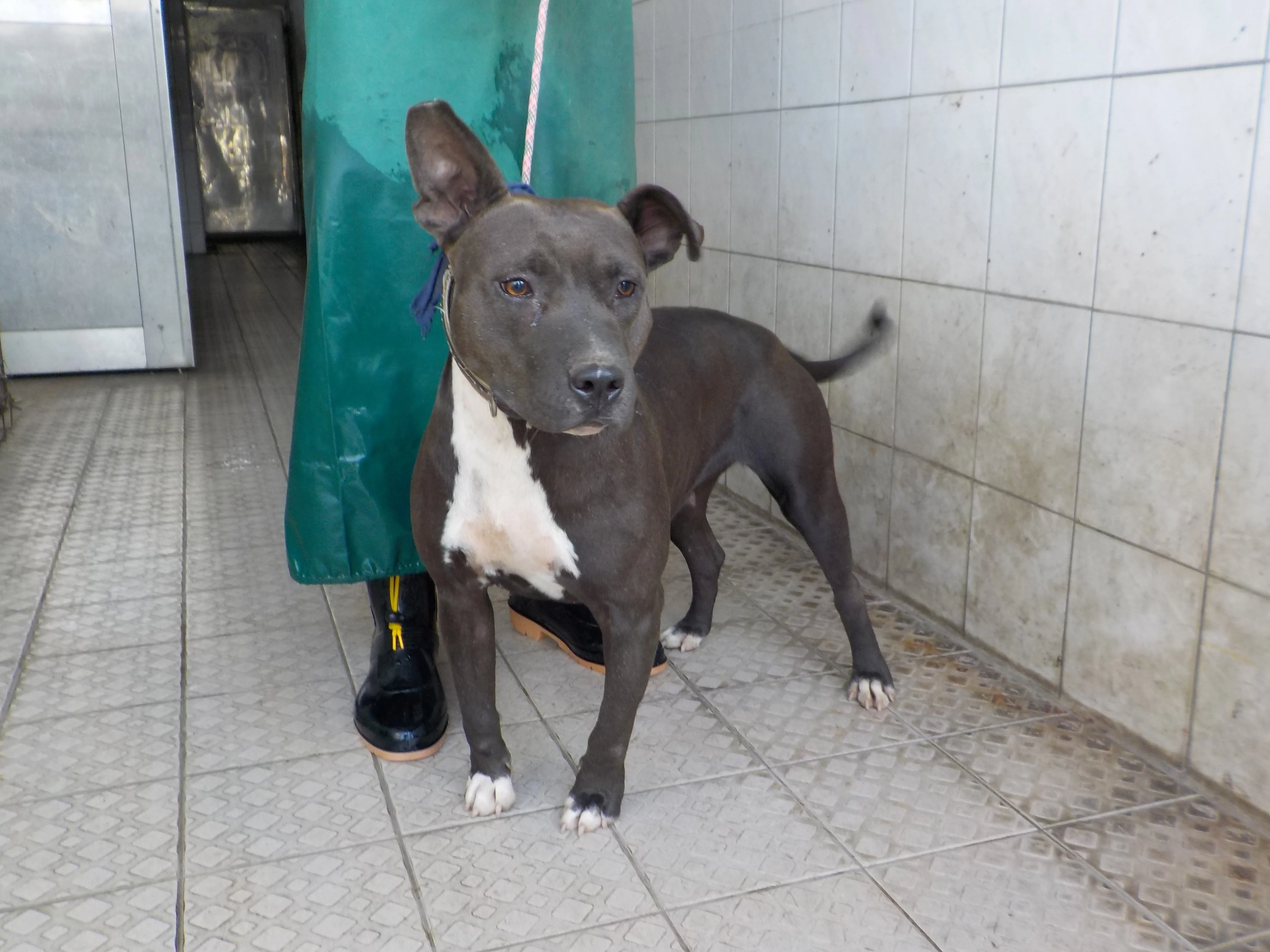 混種犬