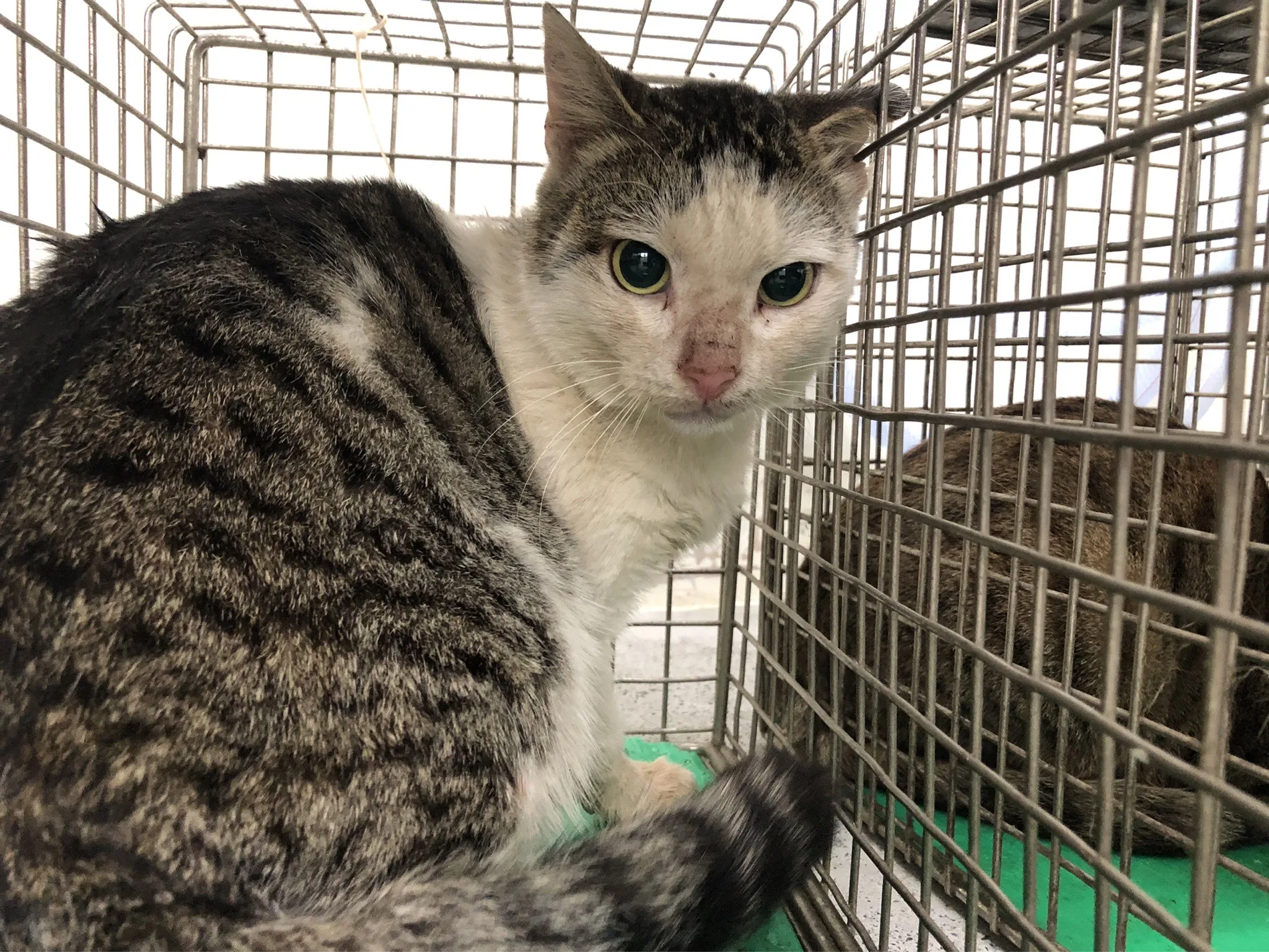 混種貓