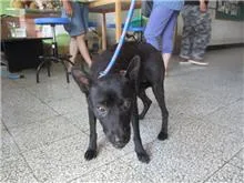 混種犬