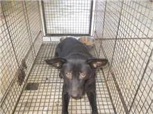 混種犬