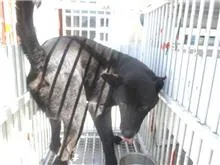 混種犬