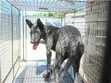 混種犬