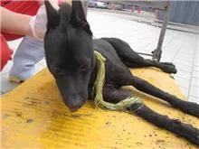 混種犬