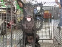 混種犬