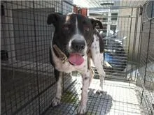混種犬