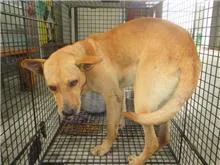 混種犬