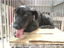 混種犬