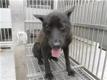 混種犬