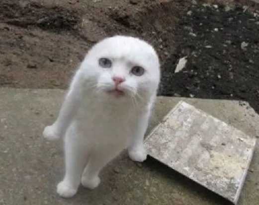 混種貓