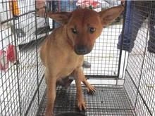 混種犬