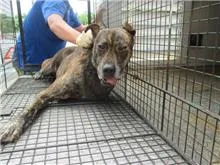 混種犬