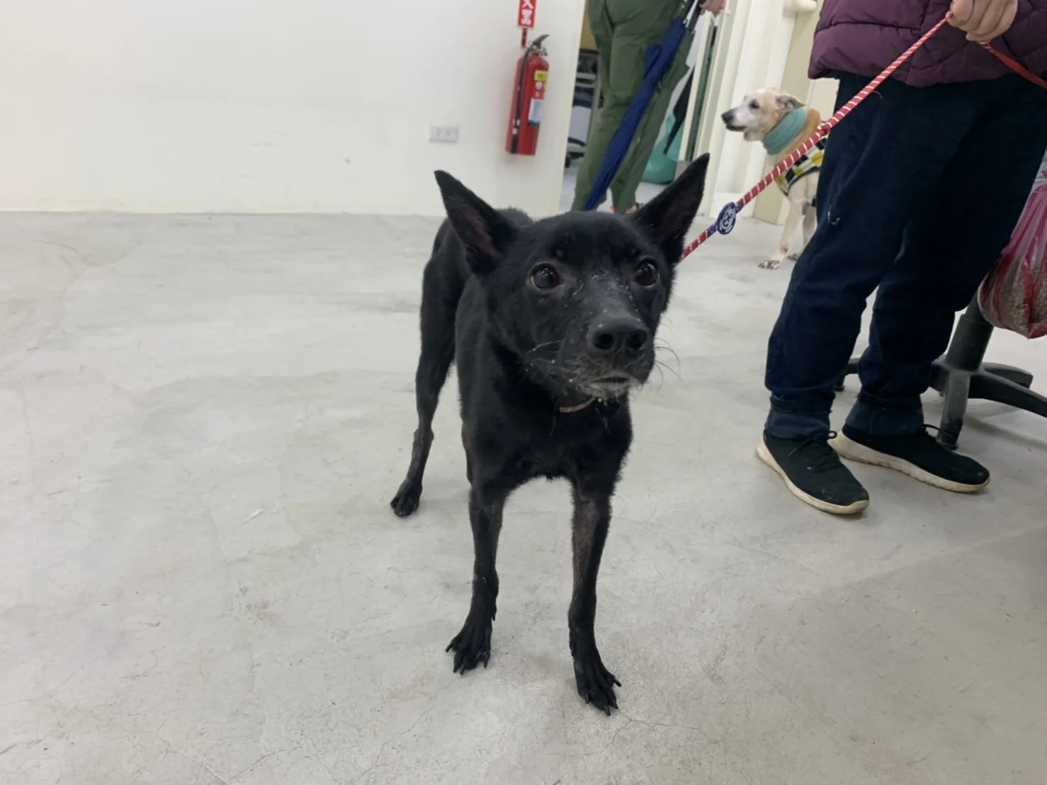 混種犬