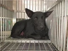 混種犬