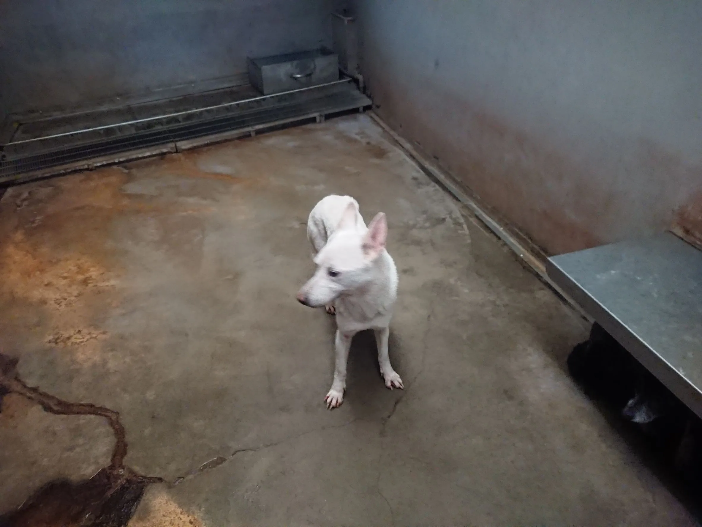 混種犬