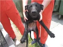 混種犬