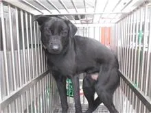 混種犬