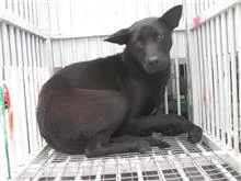 混種犬