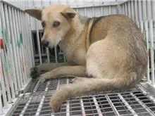 混種犬